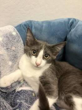 Roddy Impala -  Tuxedo Cat for Adoption in Chandler, Arizona - Roddy Impala | PetCurious