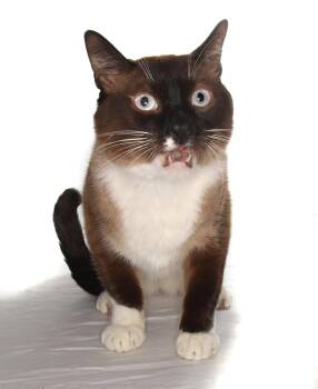 Tofu -  Siamese Cat for Adoption in Oakland Park, Florida - Tofu | PetCurious