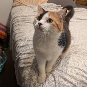 Maple -  Domestic Short Hair Cat for Adoption in St. Louis, Missouri - Maple | PetCurious