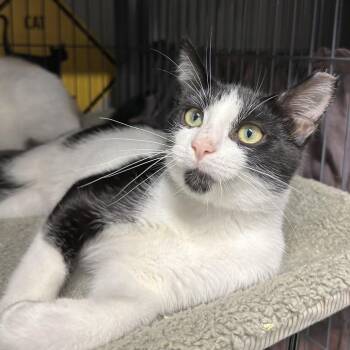 Obanai -  Domestic Short Hair Cat for Adoption in Puslinch, Ontario - Obanai | PetCurious