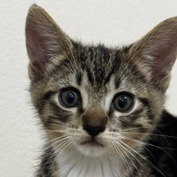 Bubbles -  Domestic Short Hair Cat for Adoption in Keizer, Oregon - Bubbles | PetCurious