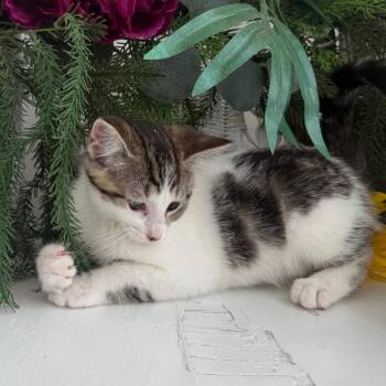 Bugtussle Welly -  Domestic Medium Hair Cat for Adoption in Eaton Rapids, Michigan - Bugtussle Welly | PetCurious