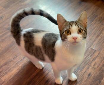 Praline -  Domestic Short Hair Cat Available for Adoption in Houston, Texas - Praline | PetCurious