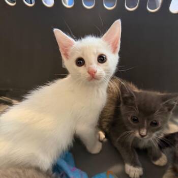 Domestic Short Hair Cats Available for Adoption in Missouri City, Texas - Melody | PetCurious