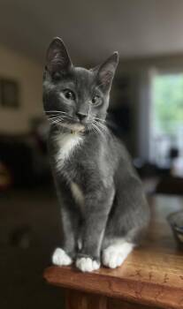 Hg Litter Leonardo -  Domestic Short Hair Cat for Adoption in Livonia, Michigan - Hg Litter Leonardo | PetCurious