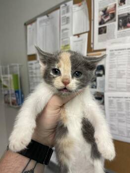 Angelic -  Domestic Short Hair Cat for Adoption in Bolivar, Missouri - Angelic | PetCurious