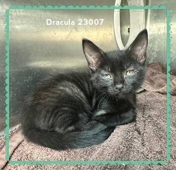 DRACULA -  Domestic Short Hair Cat for Adoption in Marietta, Georgia - DRACULA | PetCurious