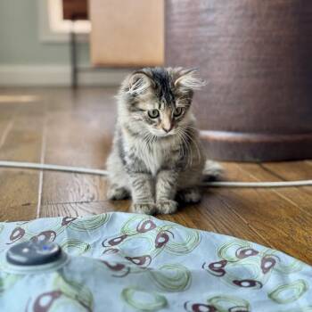 Cricket -  Domestic Medium Hair Cat for Adoption in Madison, Wisconsin - Cricket | PetCurious