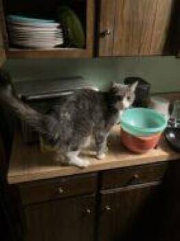 American Shorthair and Domestic Short Hair Cats Available for Adoption in West Chester, Pennsylvania - J.T. | PetCurious