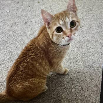 Domestic Short Hair Cats Available for Adoption - Babygirl | PetCurious
