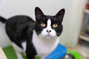Rescue Domestic Short Hair Cats for Adoption in Arlington, Washington - Luna Tula | PetCurious
