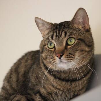 Domestic Short Hair Cats Available for Adoption in Kanab, Utah - Roxas | PetCurious