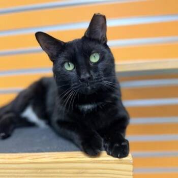 Dennis -  Domestic Short Hair Cat for Adoption in Adrian, Michigan - Dennis | PetCurious