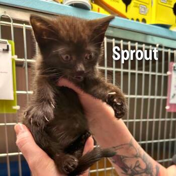 Sprout -  American Shorthair Cat for Adoption in Oak Ridge, Tennessee - Sprout | PetCurious