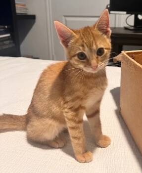 Rescue Domestic Short Hair Cats for Adoption in San Antonio, Texas - Rogue | PetCurious