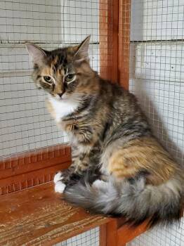 Domestic Medium Hair Cats Available for Adoption in Erie, Pennsylvania - Blossom (bonded W/ Cheddar) | PetCurious