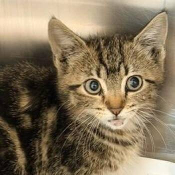 Carly -  Domestic Short Hair Cat for Adoption in Horn Lake, Mississippi - Carly | PetCurious
