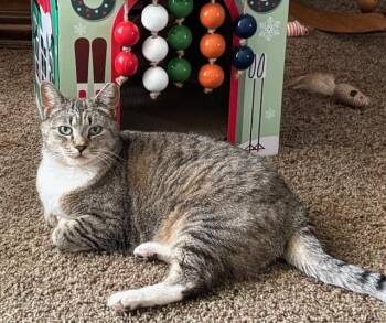 Domestic Short Hair Cats Available for Adoption in Downers Grove, Illinois - Fiona | PetCurious