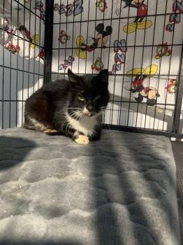 Domestic Short Hair Cats Available for Adoption - Roxy | PetCurious