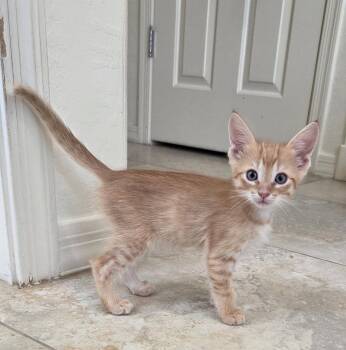 Bones -  Domestic Short Hair Cat for Adoption in Glendale, Arizona - Bones | PetCurious