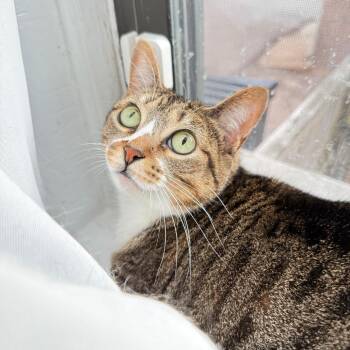 Domestic Short Hair Cats Available for Adoption in Evanston, Illinois - Dinah | PetCurious