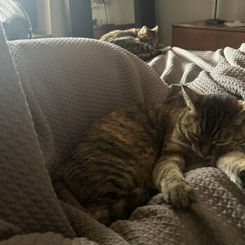 Maple Syrup -  Domestic Short Hair Cat for Adoption in Evanston, Illinois - Maple Syrup | PetCurious