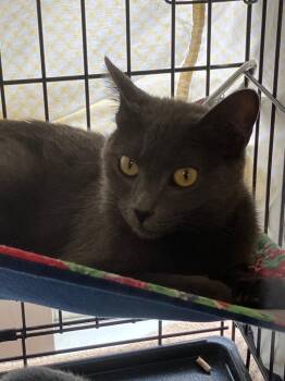 Greyjoy -  Russian Blue Cat for Adoption in Lunenburg, Massachusetts - Greyjoy | PetCurious