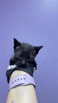 Grumpy Bear* -  Domestic Short Hair Cat for Adoption in El Paso, Texas - Grumpy Bear* | PetCurious