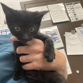Austin -  Domestic Short Hair Cat for Adoption in Durango, Colorado - Austin | PetCurious