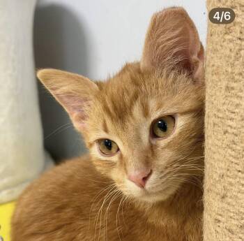 Tabby and Tortoiseshell Cats Available for Adoption in Chicago, Illinois - North South East West | PetCurious