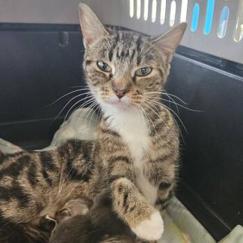 Melon -  Domestic Short Hair Cat Available for Adoption in Montgomery, Alabama - Melon | PetCurious