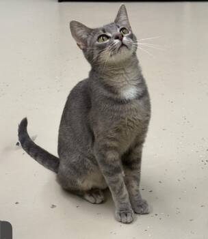 Sushi -  Domestic Short Hair Cat for Adoption in Pawleys Island, South Carolina - Sushi | PetCurious