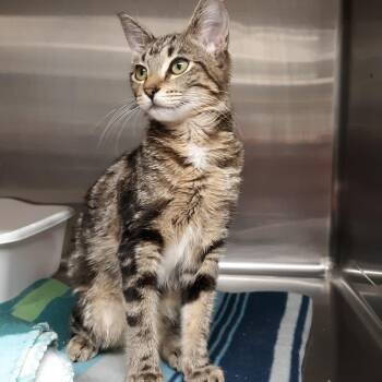 Bug -  Domestic Short Hair Cat for Adoption in Spokane, Washington - Bug | PetCurious