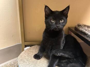 Rescue Domestic Short Hair Cats for Adoption in Chicago, Illinois - Mystery | PetCurious