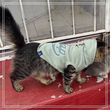 Rescue Domestic Medium Hair Cats for Adoption in Long Beach, California - 1_2_3_4 | PetCurious