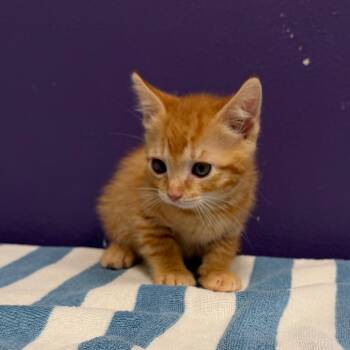 Chester -  Domestic Short Hair and Domestic Medium Hair Cat for Adoption in Englewood, Florida - Chester | PetCurious
