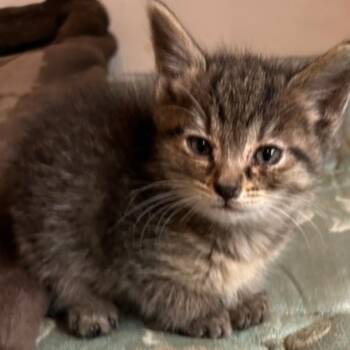 Perogi CS 0626 -  Domestic Short Hair Cat for Adoption - Perogi CS 0626 | PetCurious