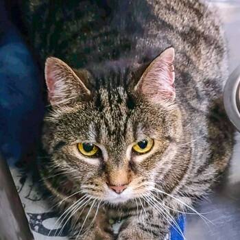 Lisboa (aka Lizzie) -  Domestic Short Hair Cat for Adoption in Falls Church, Virginia - Lisboa (aka Lizzie) | PetCurious