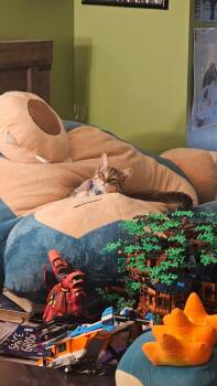 Cayenne -  Domestic Short Hair Cat for Adoption in San Jose, California - Cayenne | PetCurious