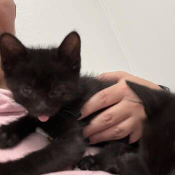 Bear -  Domestic Short Hair Cat for Adoption in Greenwood, Missouri - Bear | PetCurious