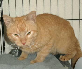 Garage Rock (Working Cat) -  Domestic Short Hair Cat for Adoption in Plover, Wisconsin - Garage Rock (Working Cat) | PetCurious