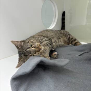 Maple -  Domestic Short Hair Cat for Adoption in Beaumont, Texas - Maple | PetCurious