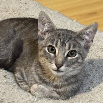 Monday A26-136 -  Domestic Short Hair Cat for Adoption in Santa Rosa Beach, Florida - Monday A26-136 | PetCurious