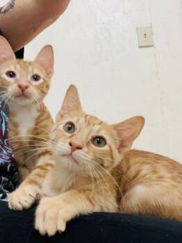 Domestic Short Hair Cats Available for Adoption in River Ridge, Louisiana - Nancy | PetCurious