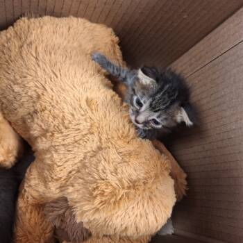 Rescue Domestic Short Hair Cats for Adoption in Philadelphia, Pennsylvania - Prawn | PetCurious