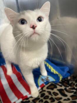 Iceland -  Domestic Short Hair Cat for Adoption in Fall River, Massachusetts - Iceland | PetCurious