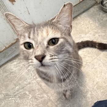 Ms. Westerly -  Domestic Short Hair Cat for Adoption in Quakertown, Pennsylvania - Ms. Westerly | PetCurious