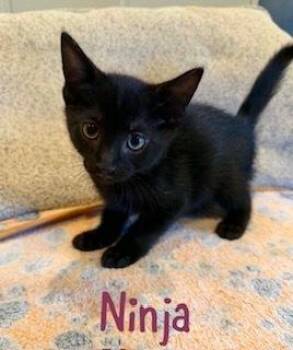 Domestic Short Hair Cats Available for Adoption in Ruskin, Florida - Ninja | PetCurious