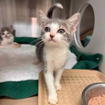 Taffy -  Domestic Short Hair Cat for Adoption in Lake Panasoffkee, Florida - Taffy | PetCurious