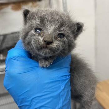 Guinevere G2 -  Domestic Short Hair Cat for Adoption in Edinburg, Texas - Guinevere G2 | PetCurious
